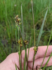 Scleria reticularis