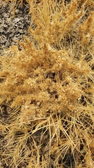Cuscuta salina