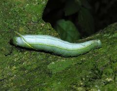 Pseudoclanis postica