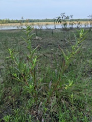 Ludwigia sphaerocarpa