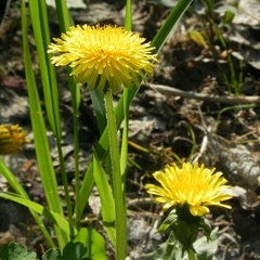 Taraxacum