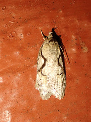 Semioscopis packardella