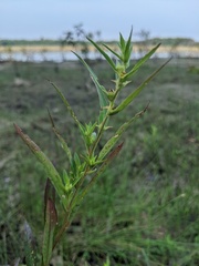Ludwigia sphaerocarpa