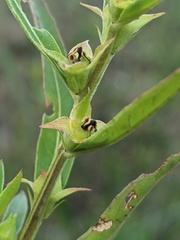 Ludwigia sphaerocarpa