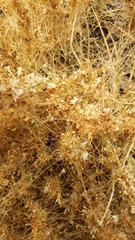 Cuscuta salina