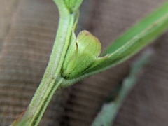 Ludwigia sphaerocarpa