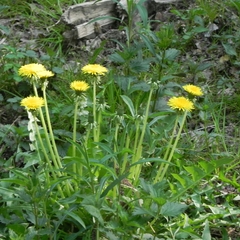 Taraxacum