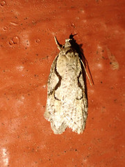 Semioscopis packardella