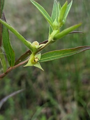 Ludwigia sphaerocarpa