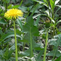 Taraxacum