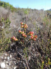 Stylapterus fruticulosus