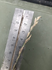 Eragrostis mexicana