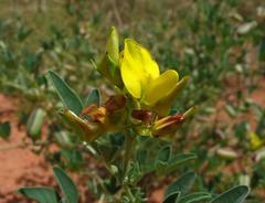 Crotalaria damarensis