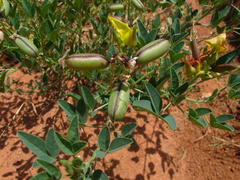 Crotalaria damarensis