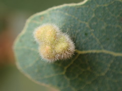 Aceria trichophila