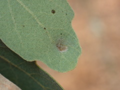 Aceria trichophila