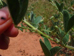 Crotalaria damarensis
