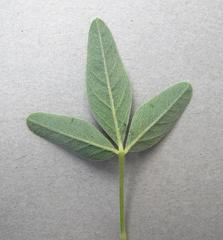 Crotalaria damarensis