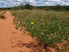 Crotalaria damarensis