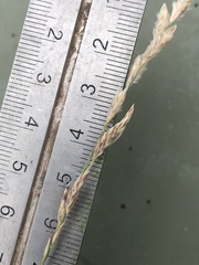 Eragrostis mexicana