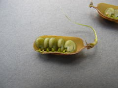 Crotalaria damarensis