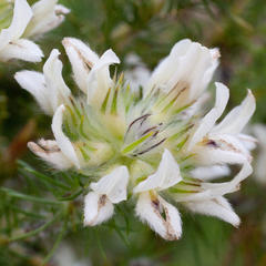 Aspalathus cephalotes cephalotes