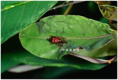 Paratrachelophorus nodicornis