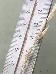 Eragrostis mexicana