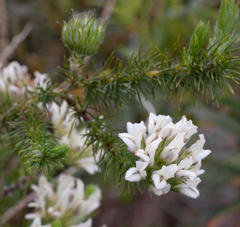 Aspalathus cephalotes cephalotes