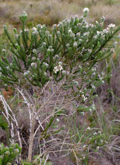 Aspalathus cephalotes cephalotes