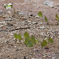 Abaeis mexicana