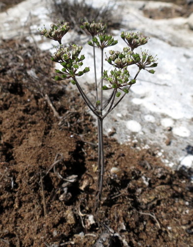 Lime Aniseroot (Annesorhiza calcicola)