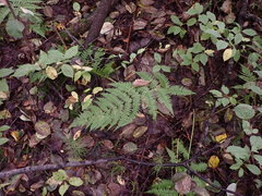 Athyrium brevifrons
