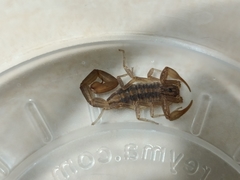 Centruroides limpidus