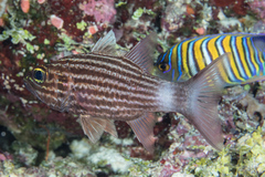 Cheilodipterus macrodon