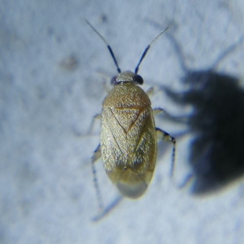 Plant bug