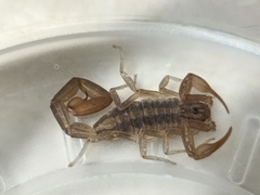 Centruroides limpidus