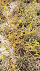 Deinandra bacigalupii