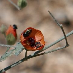 Acmaeodera quadrivittatoides