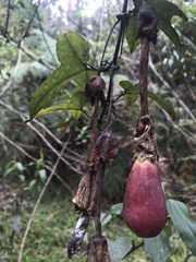 Passiflora cumbalensis