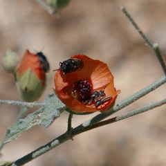 Macroteropsis