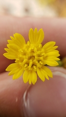 Deinandra bacigalupii