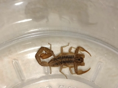 Centruroides limpidus