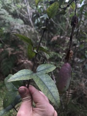 Passiflora cumbalensis