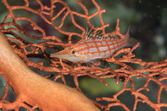 Oxycirrhites typus
