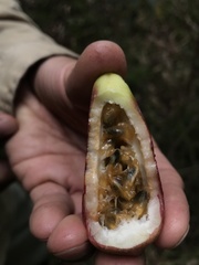 Passiflora cumbalensis