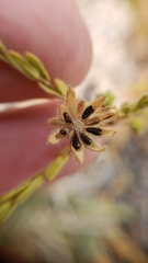 Deinandra bacigalupii