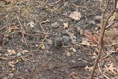 Junco hyemalis cismontanus