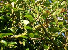 Dispholidus typus typus