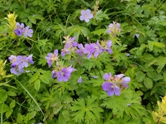 Geranium erianthum